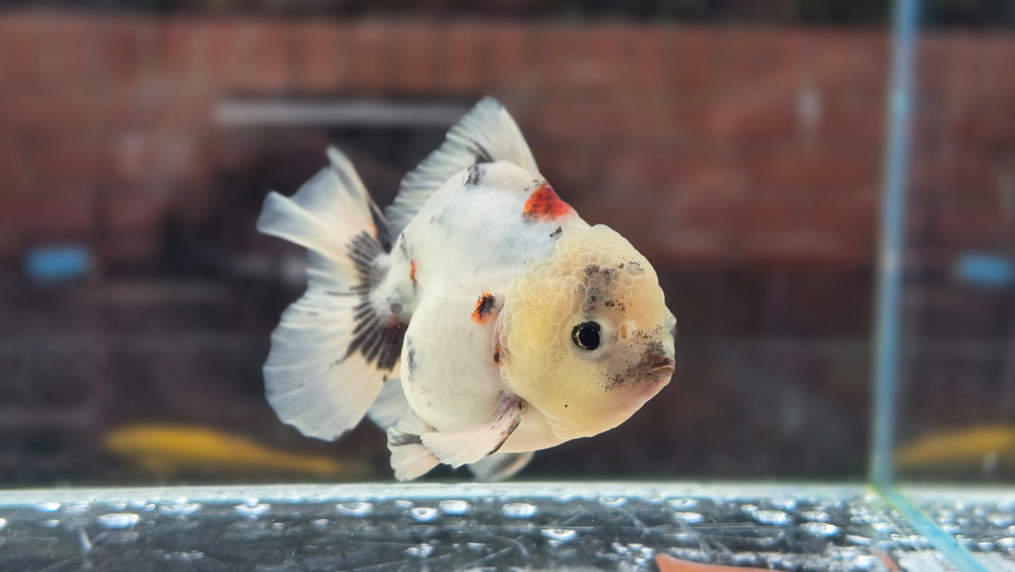 HQ Short Tail Oranda July008