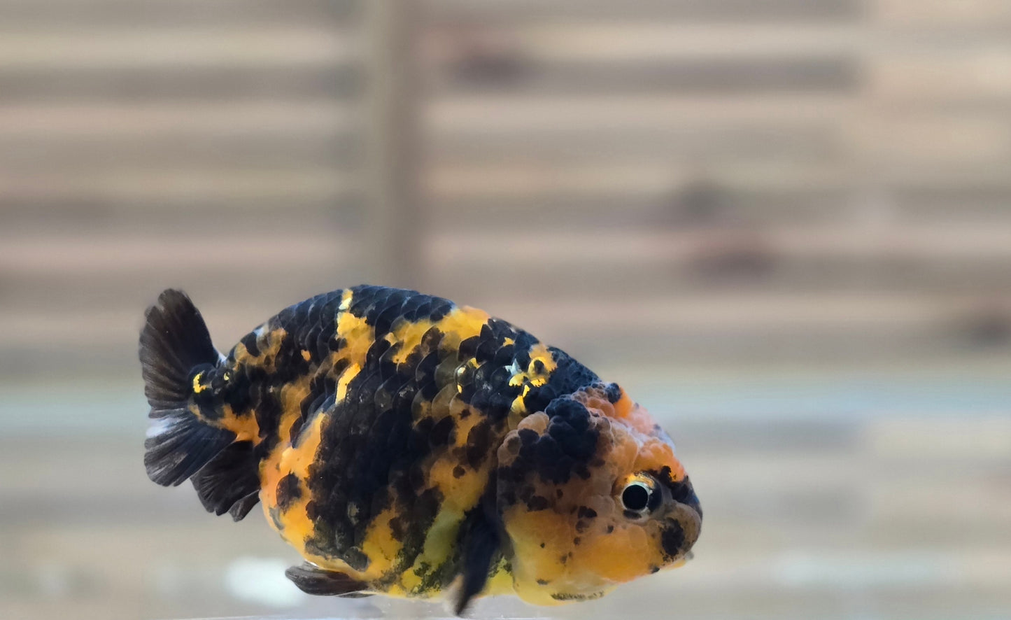 Calico Ranchu May003