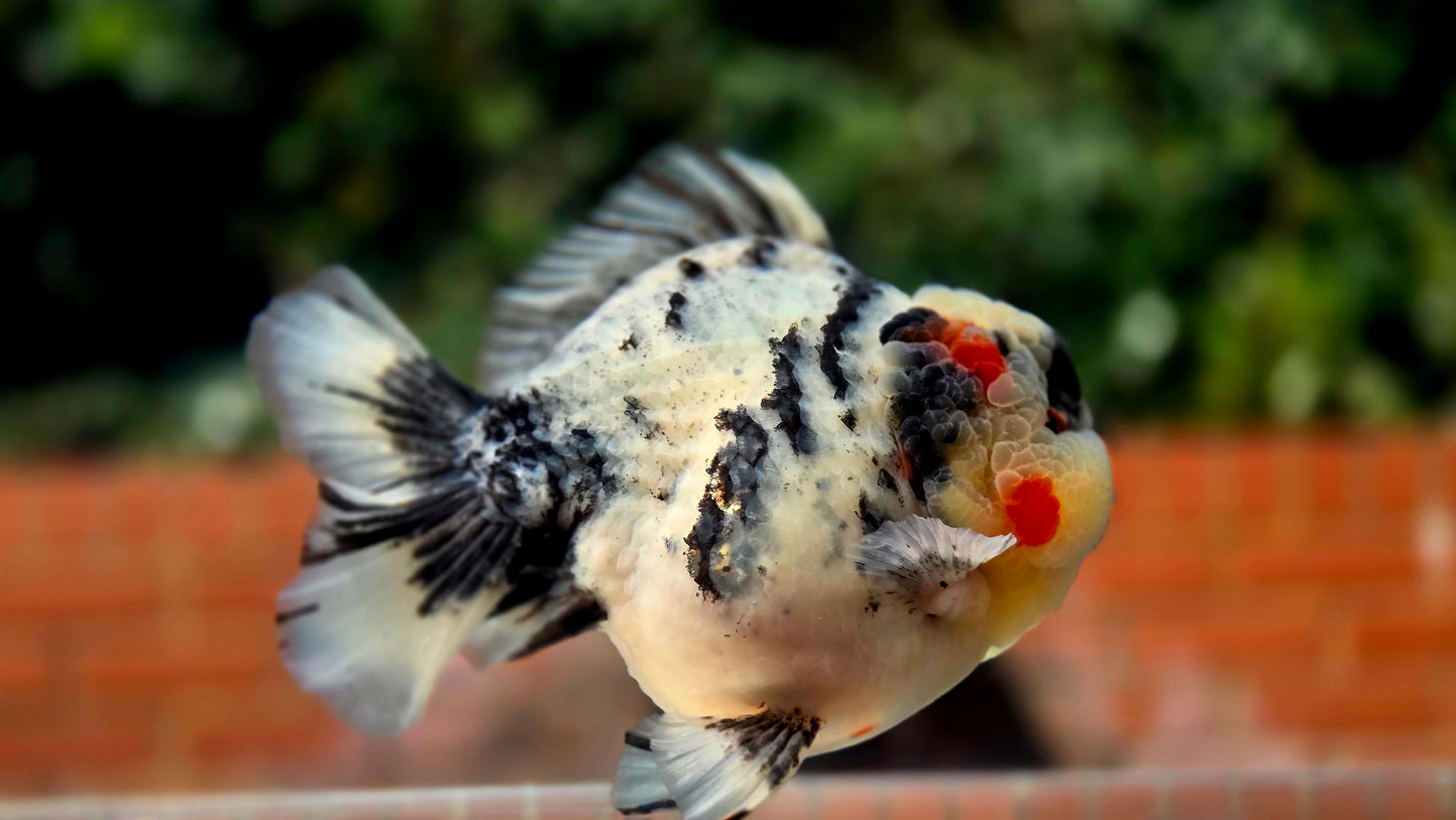 VHQ Jumbo Calico Oranda July26154 T4