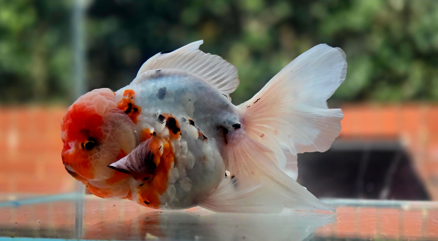 VHQ Jumbo Calico Oranda July2634 C4