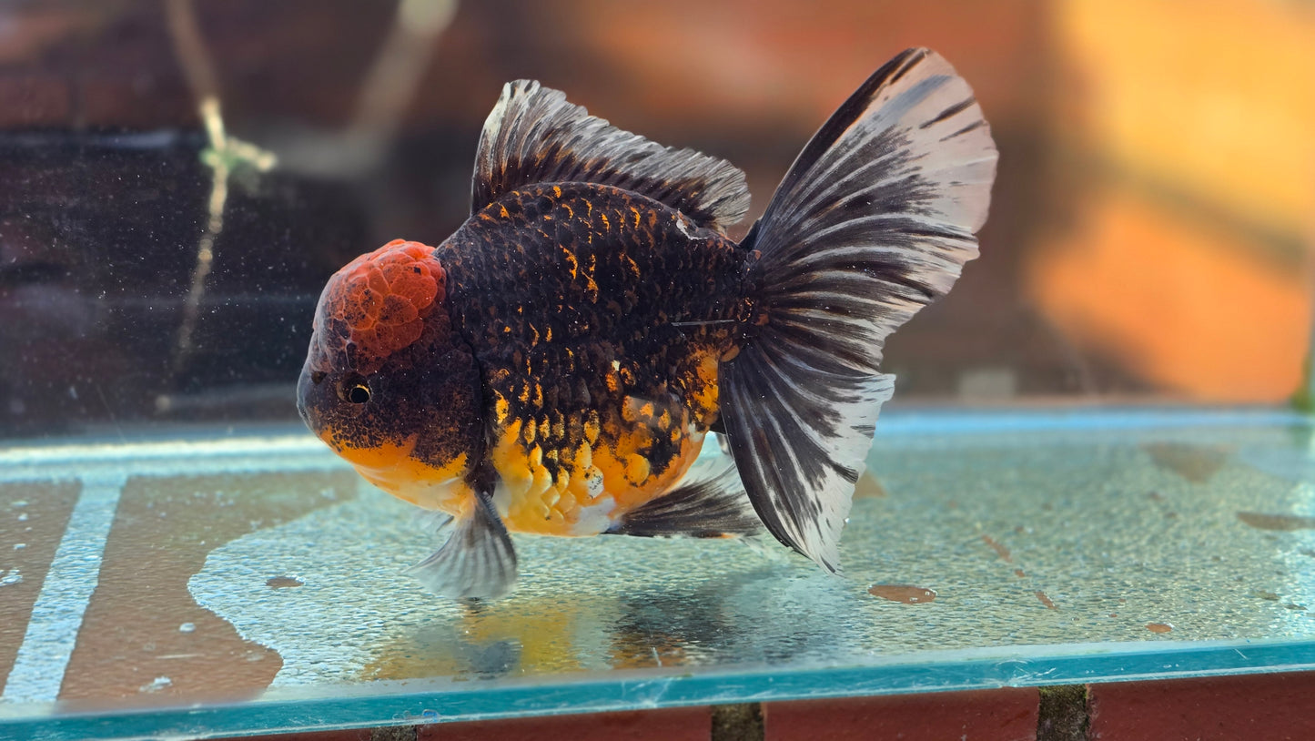 Jumbo Oranda Dec007