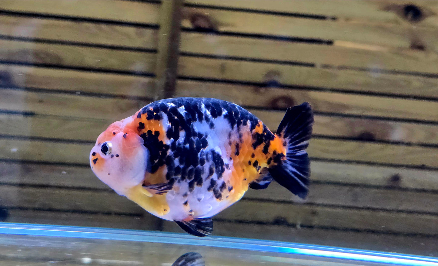 Calico Ranchu J26022