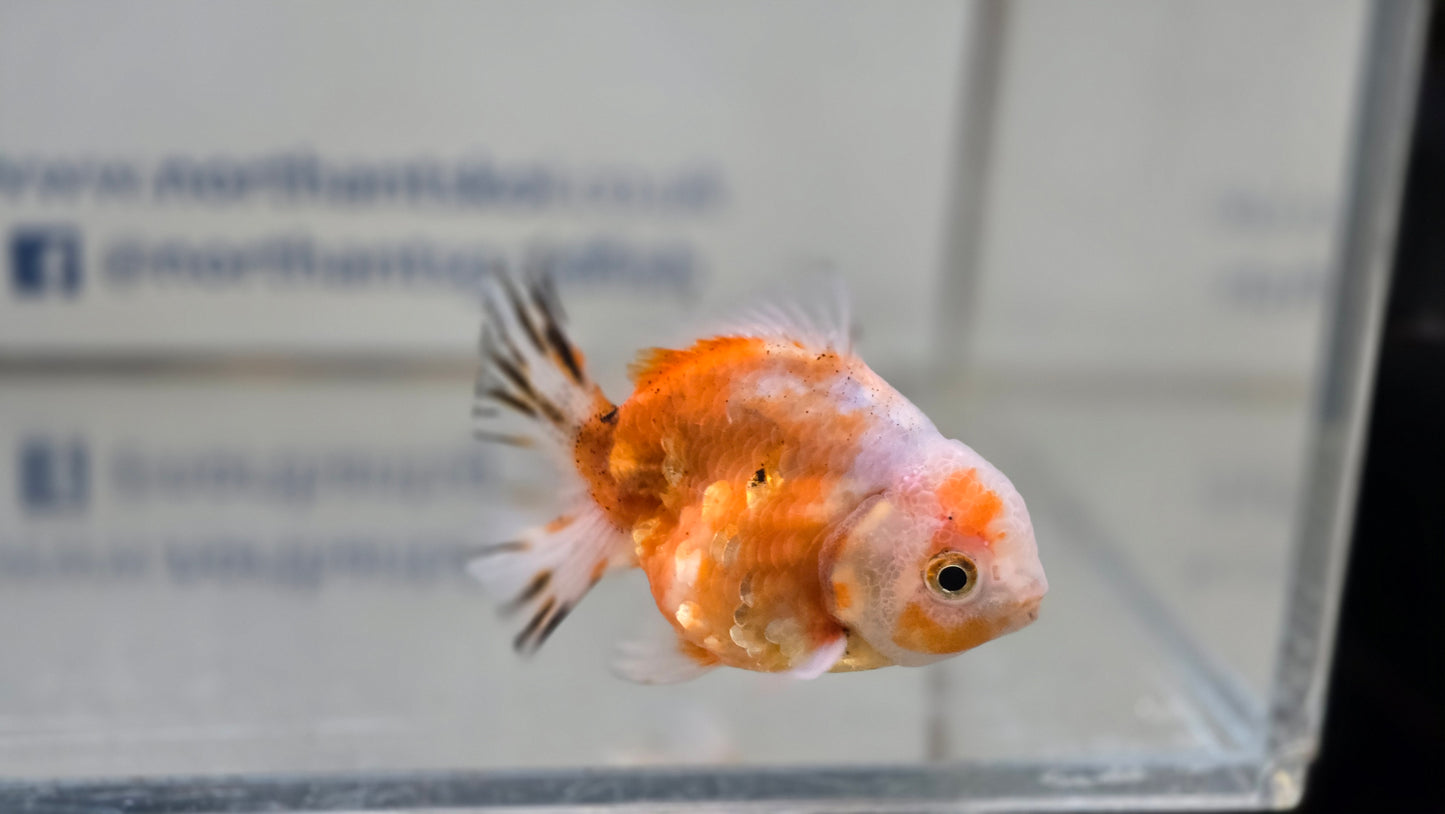 Shogun Short Tail Oranda June29