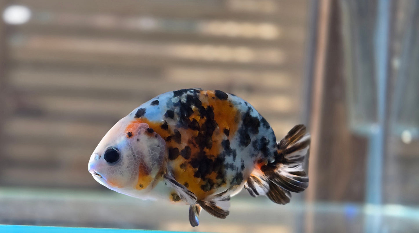 Calico Ranchu May001