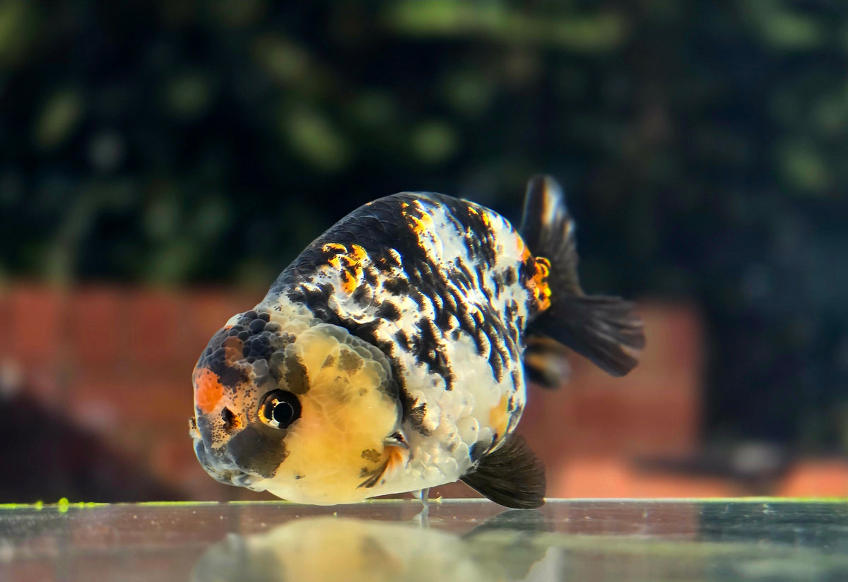 HQ Ranchu July26338 P1