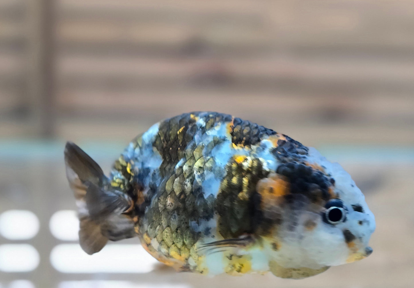 Calico Ranchu May004