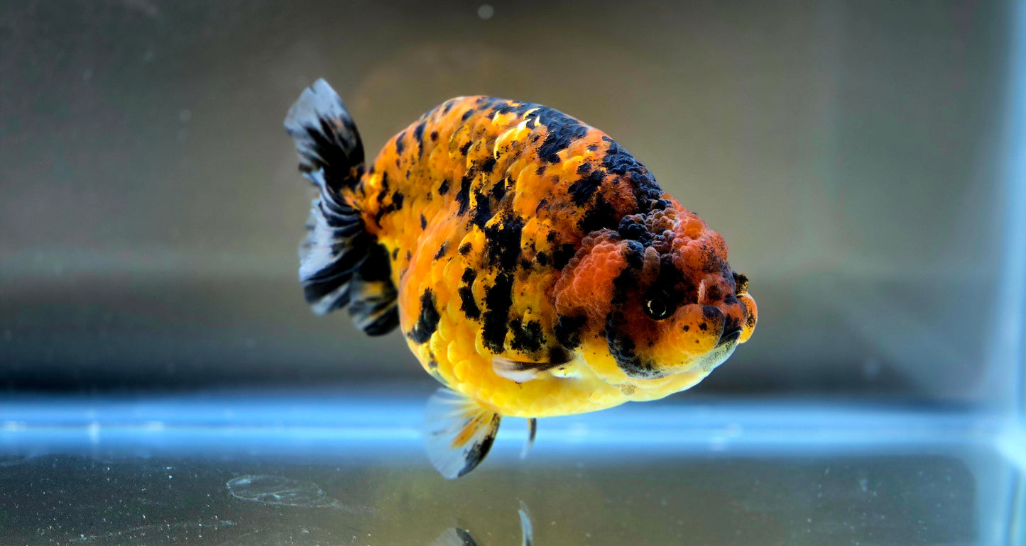 HQ Ranchu July2636 T1