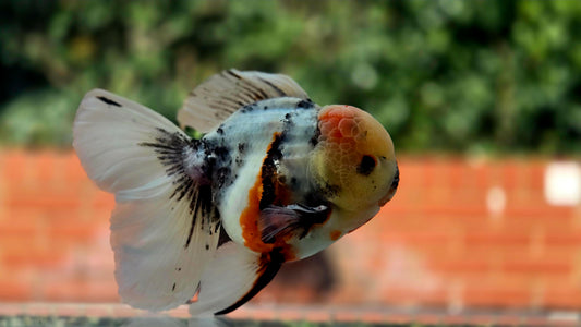 VHQ Jumbo Calico Oranda July2631 P