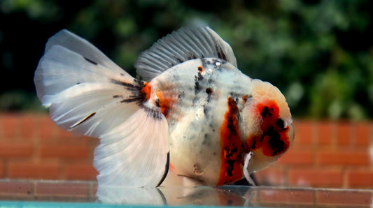 VHQ Jumbo Calico Oranda July2616 T4