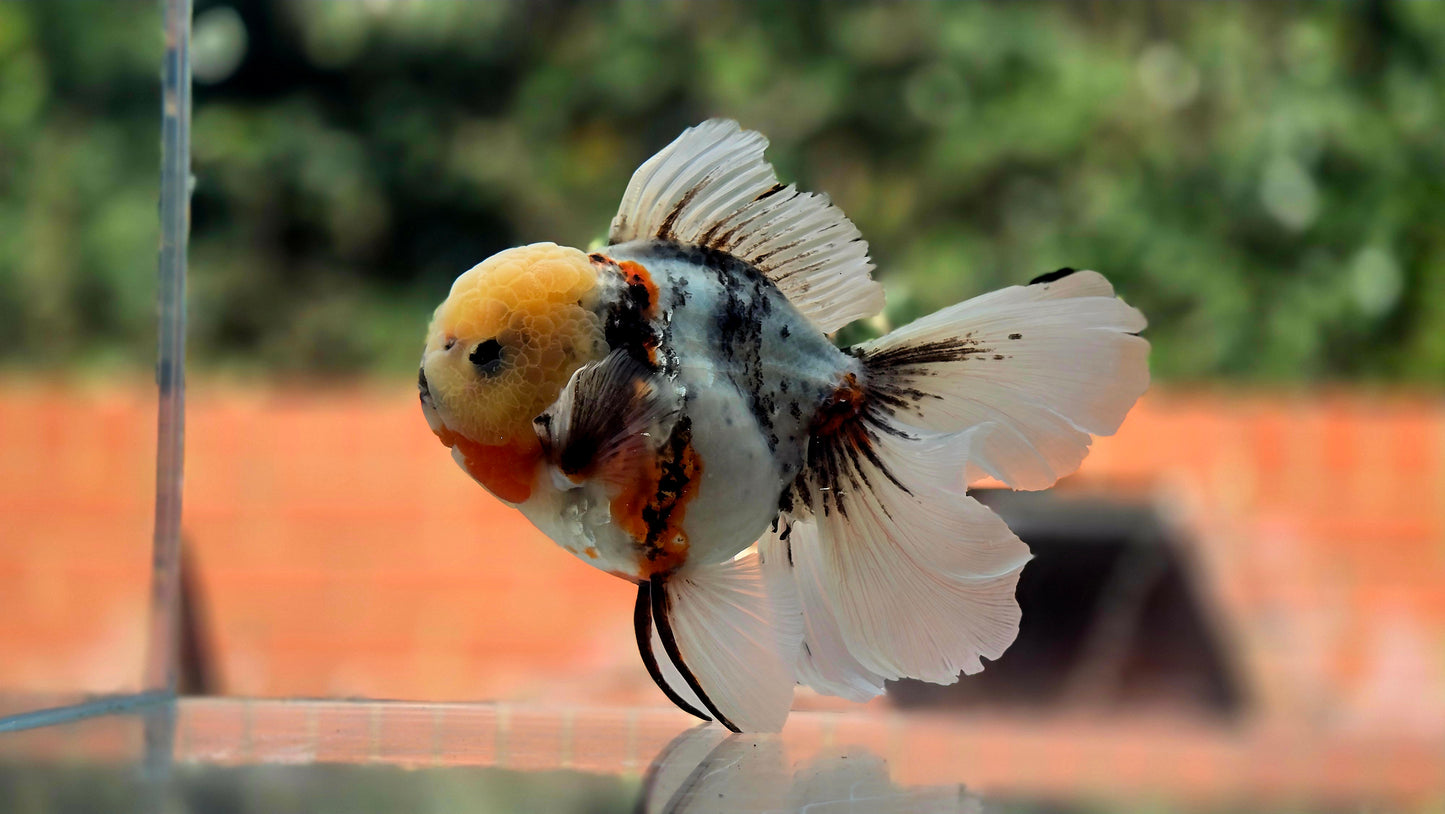 VHQ Jumbo Calico Oranda July2631 P