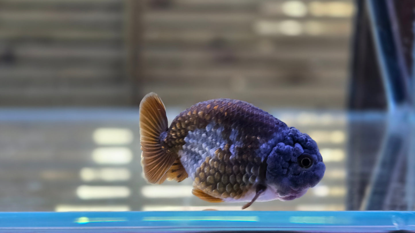 Ochiba Ranchu J26002