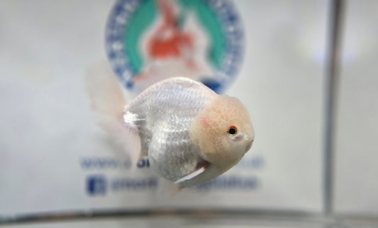 Short Tail Oranda Aug004