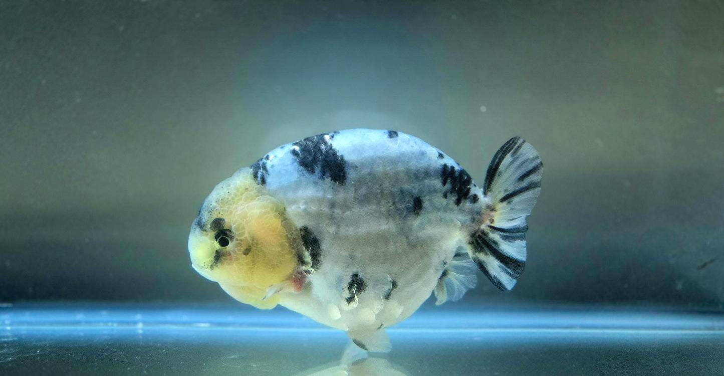 HQ Ranchu July2655 T2