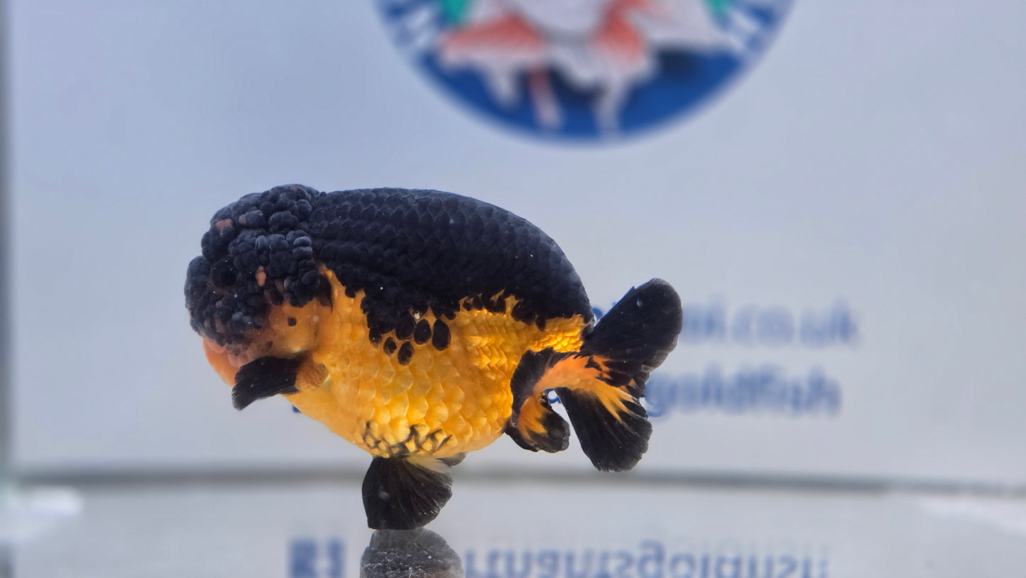 Apache Ranchu J26015