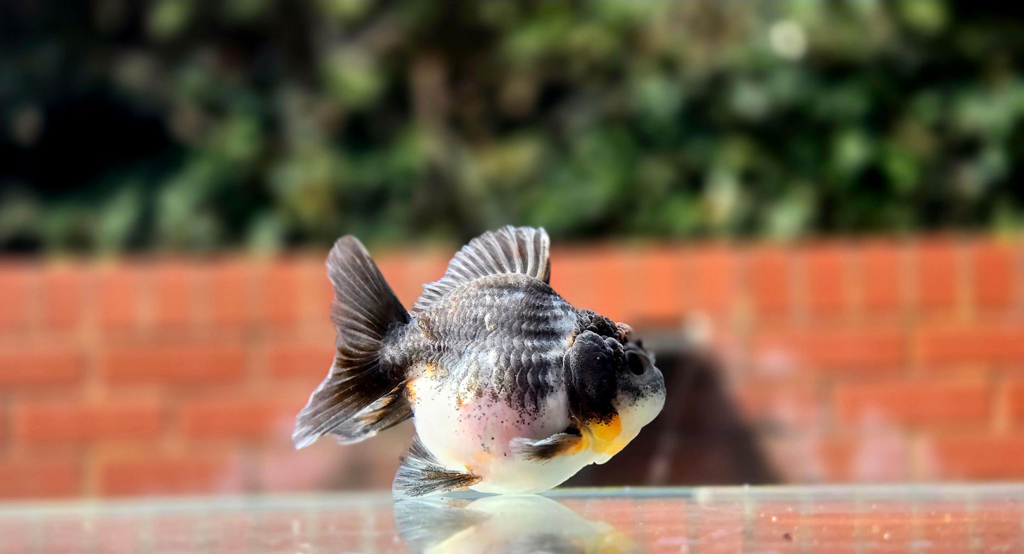 HQ Shogun Oranda July2670 C3