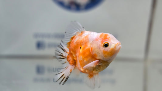 Shogun Short Tail Oranda June29