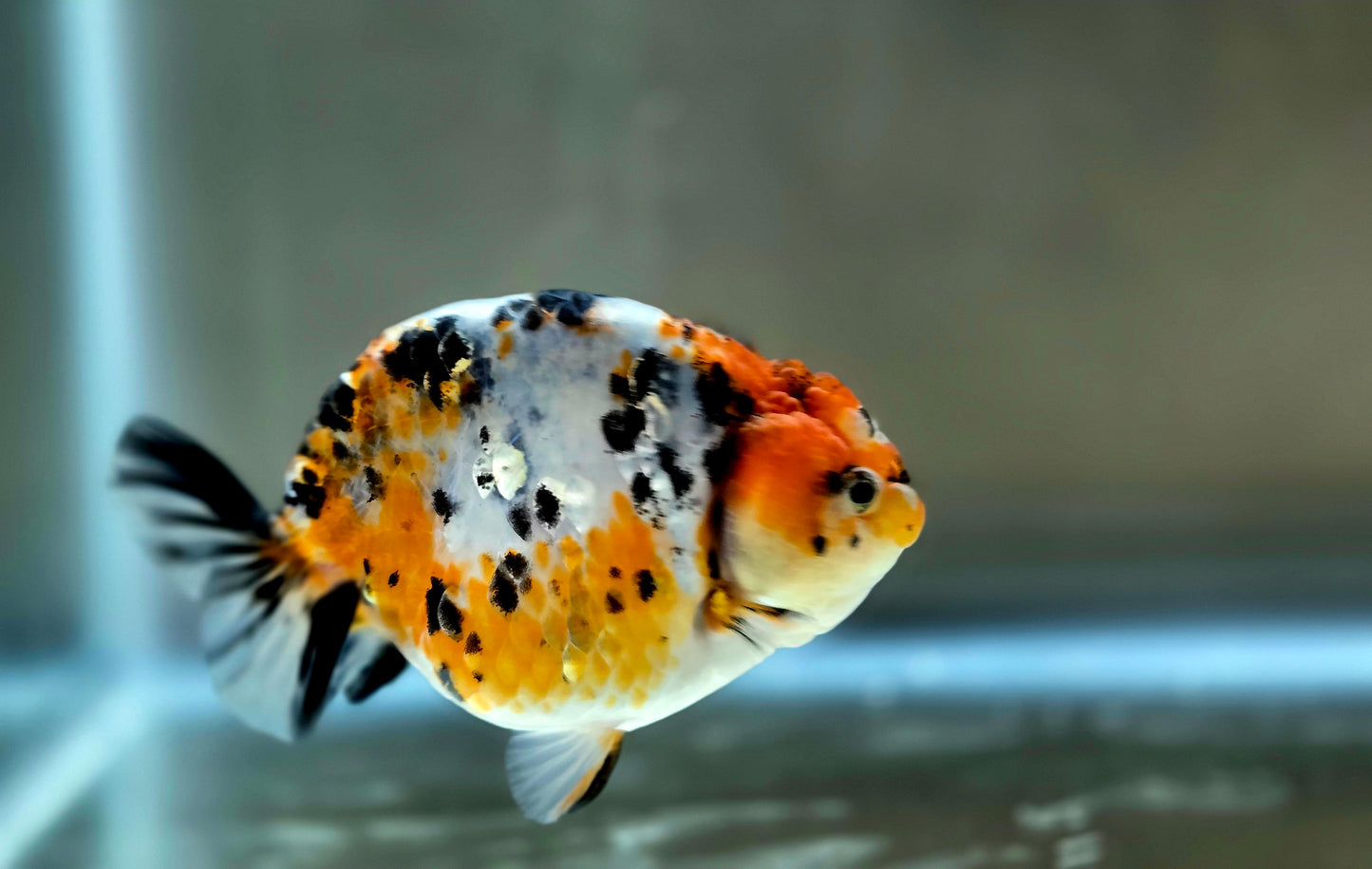HQ Ranchu July2661 T2
