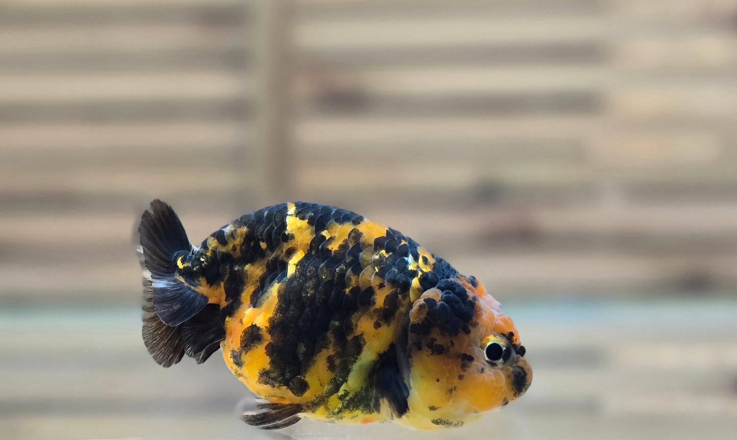 Calico Ranchu May003