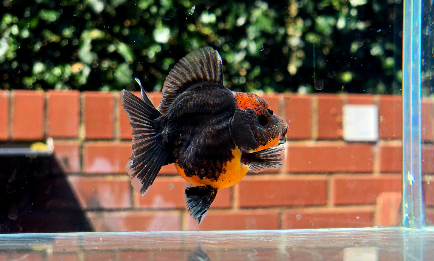 HQ Shogun Oranda July2648 C2