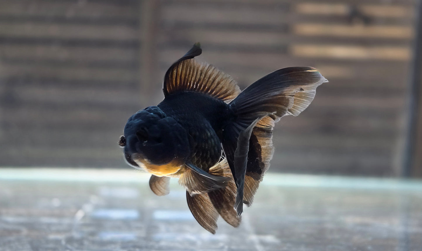 Black Oranda May014