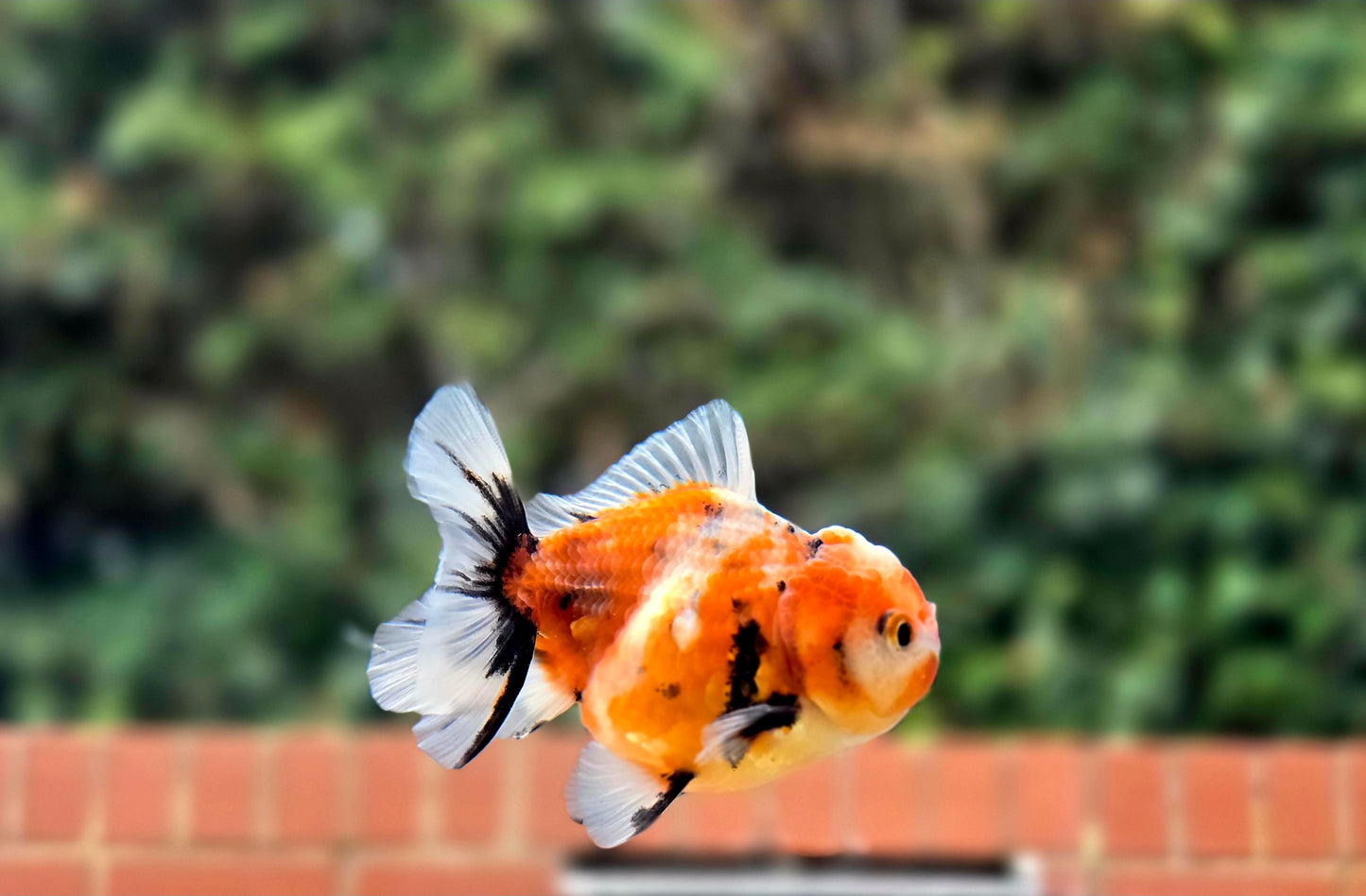 HQ Shogun Oranda July2667 C3