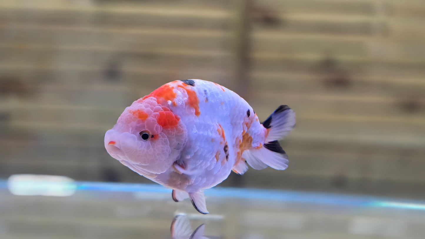 Ranchu J26032