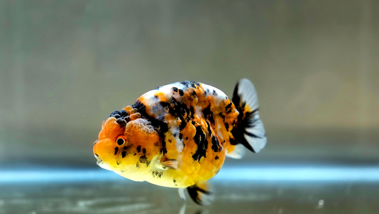 HQ Ranchu July2660 T2