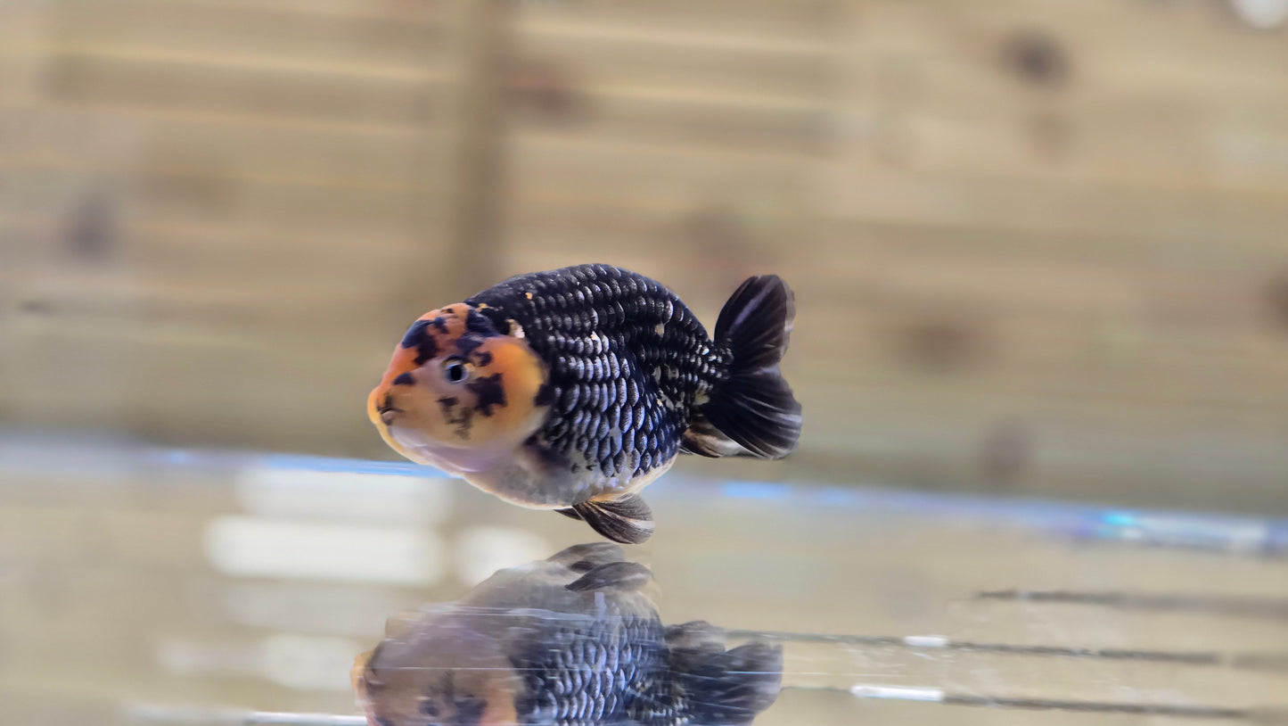 Ranchu J26045