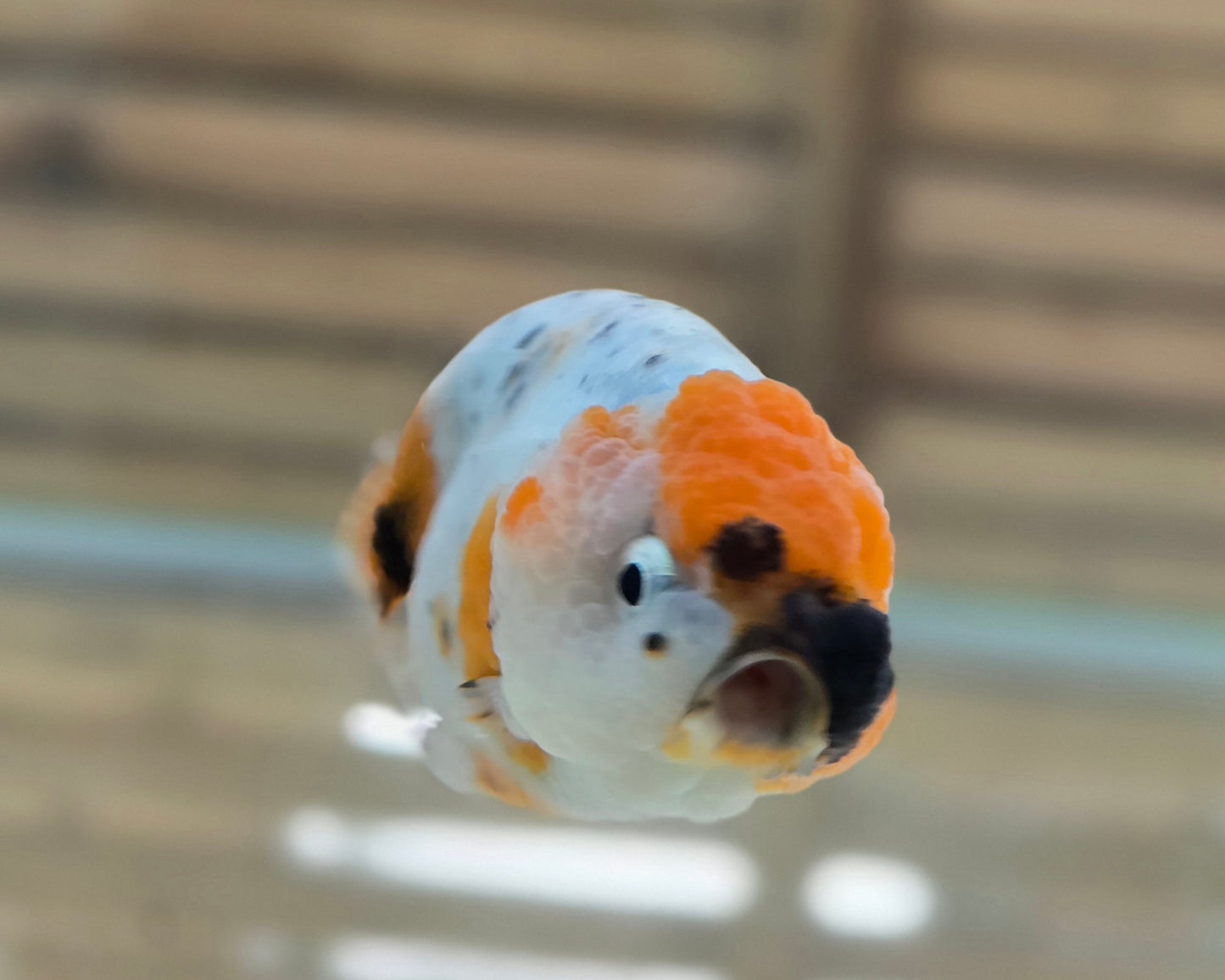 Calico Ranchu May005