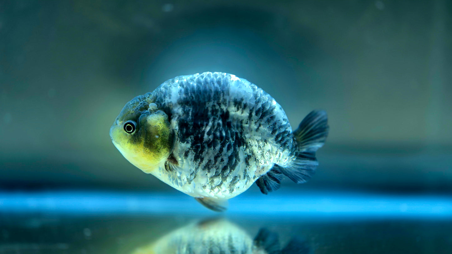 HQ Ranchu July2628 T1
