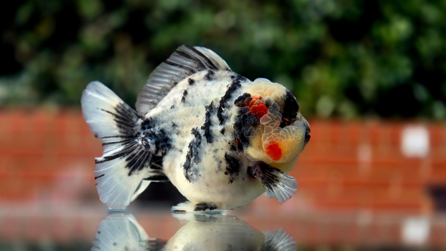VHQ Jumbo Calico Oranda July26154 T4