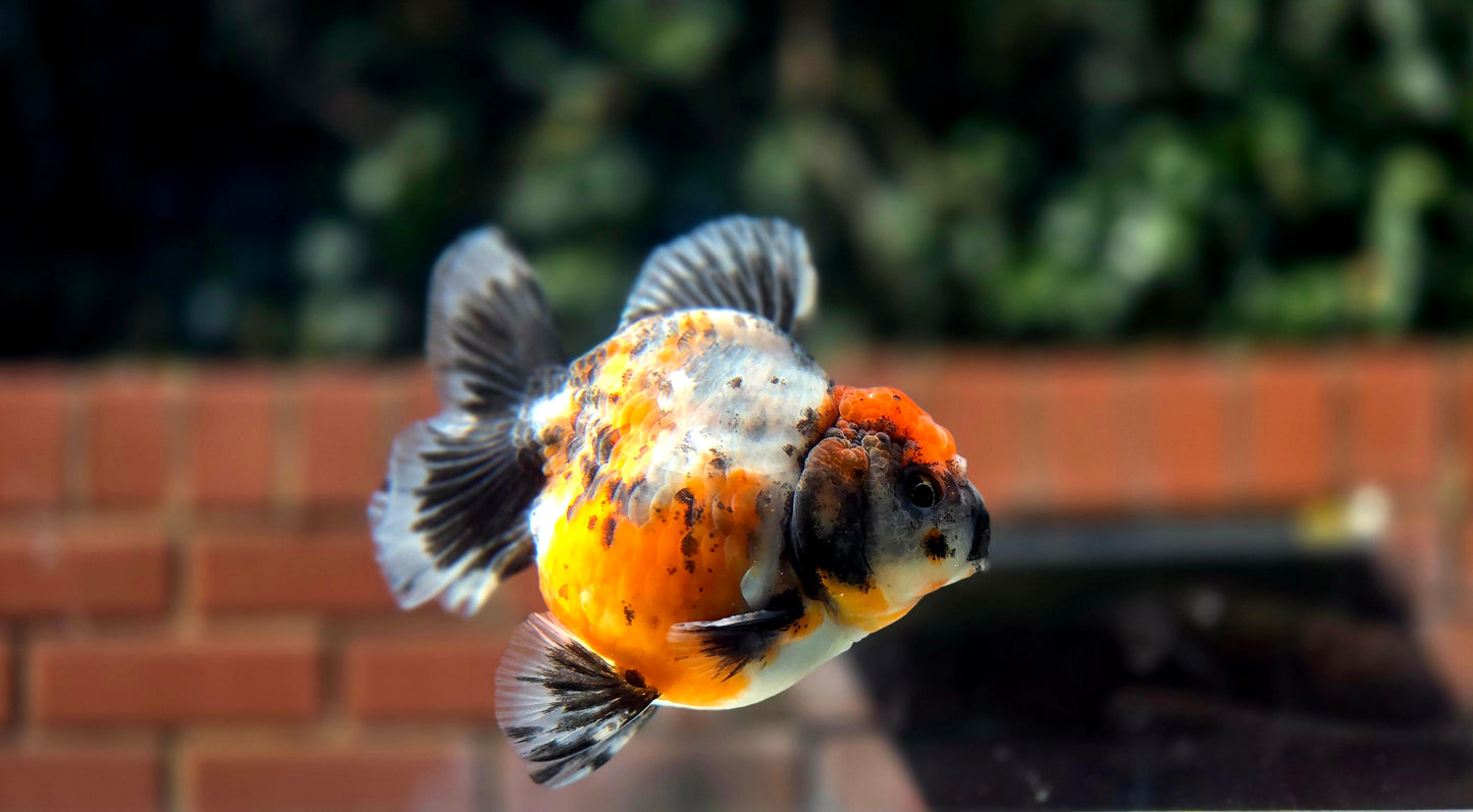 HQ Shogun Oranda July2652 C3