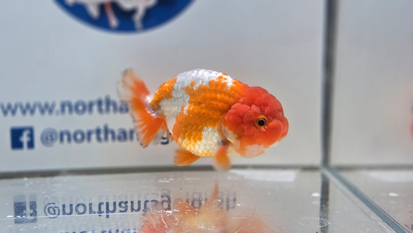 Ranchu J26026