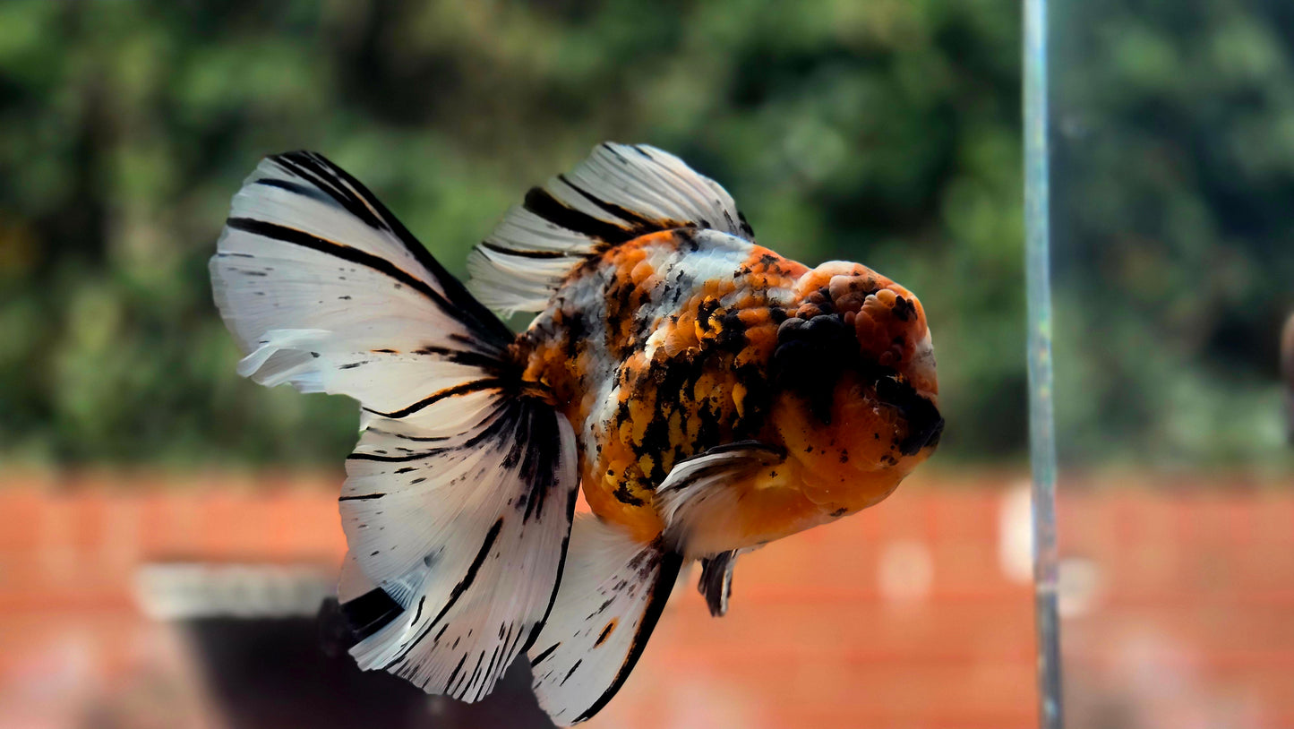 VHQ Jumbo Calico Oranda July2632 C1