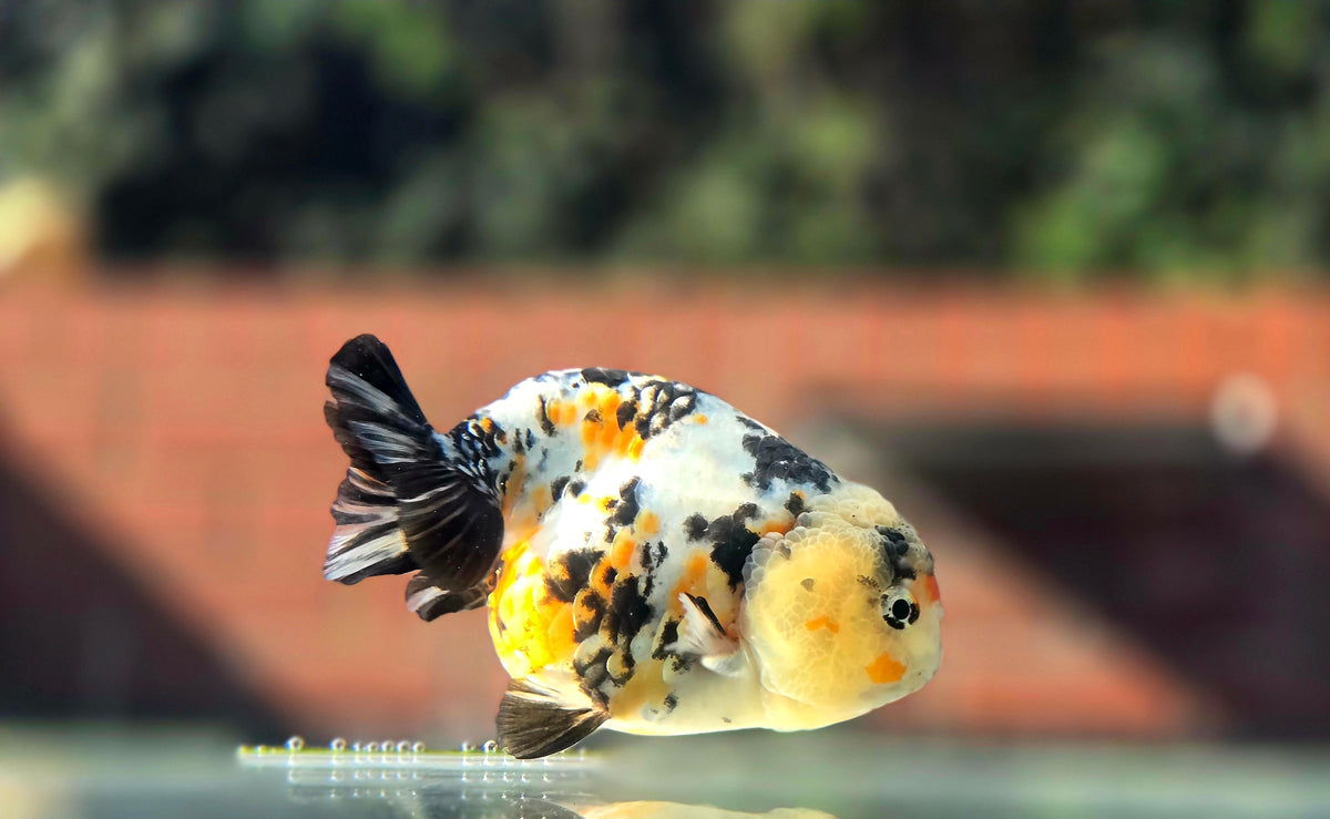 HQ Ranchu July2656 T2