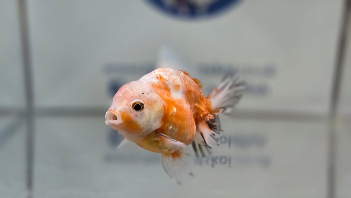 Shogun Short Tail Oranda June29