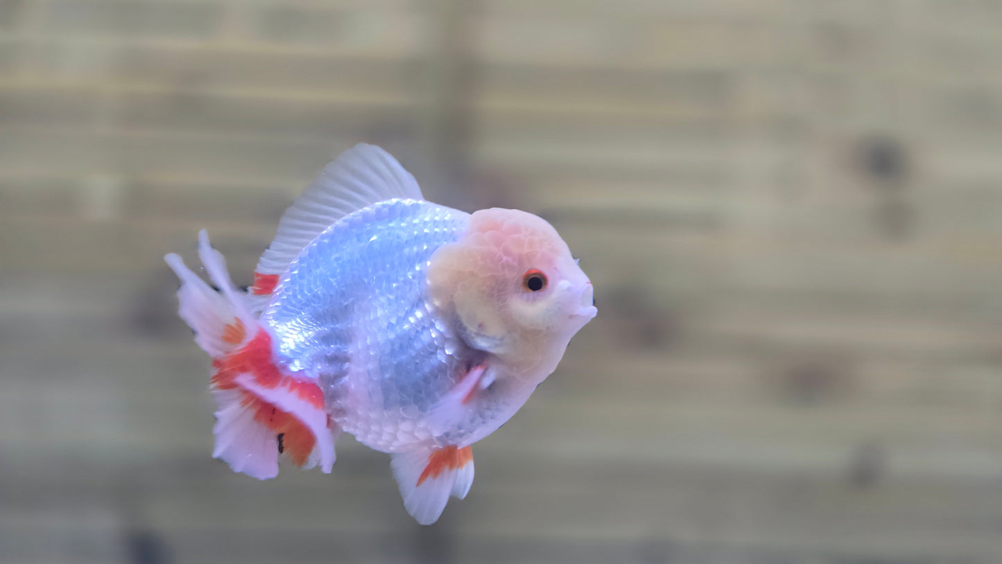 Jumbo Oranda J26012