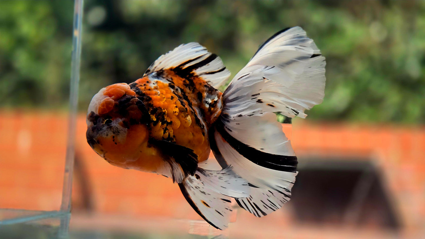 VHQ Jumbo Calico Oranda July2632 C1