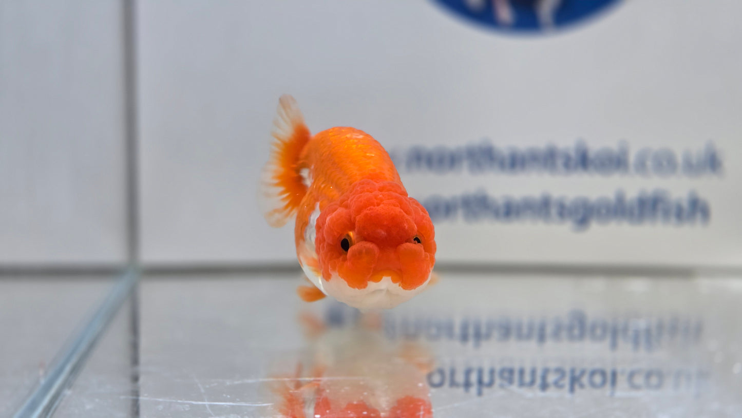 Ranchu J26025