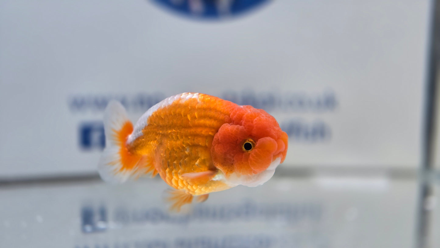 Ranchu J26029