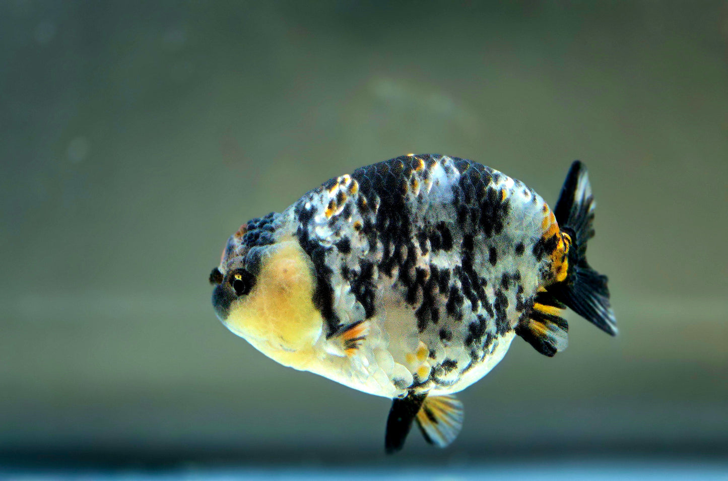 HQ Ranchu July2634 T1