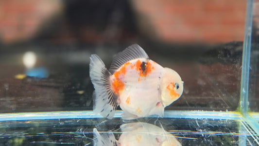 Shogun Short Tail Oranda June002