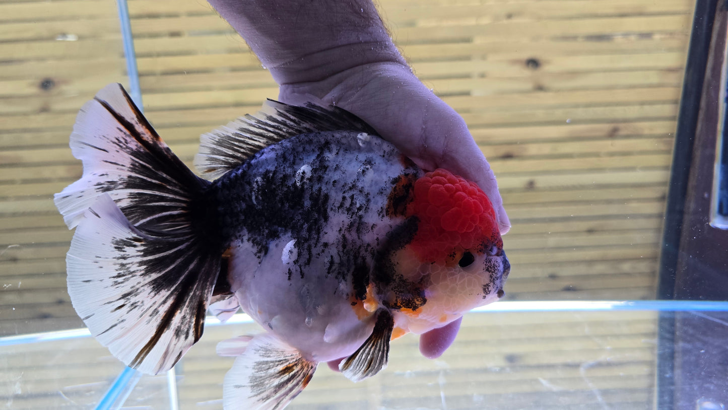 Jumbo Oranda J26008