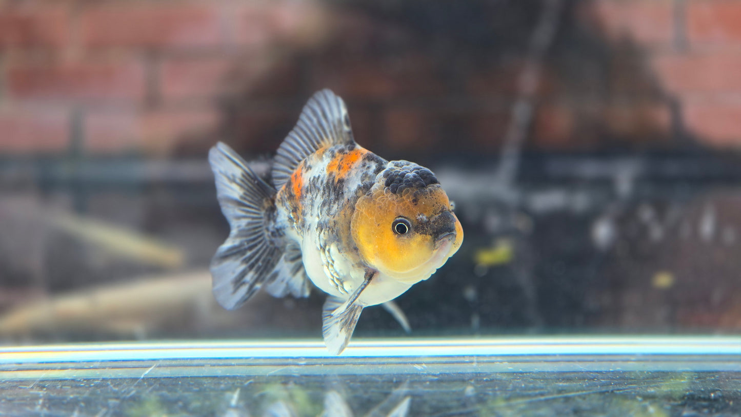 Shogun Short Tail Oranda June10