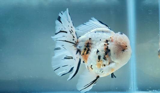 VHQ Jumbo Calico Oranda July2608 T5