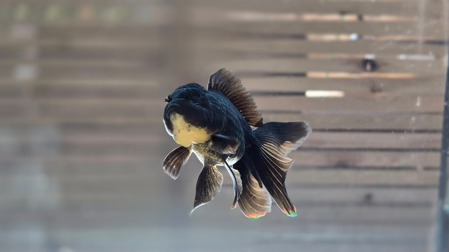 Black Oranda May016