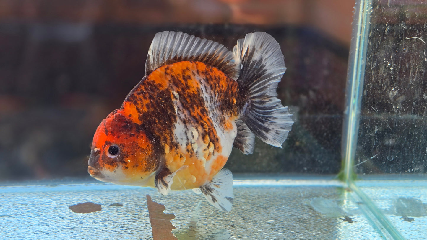 Oranda Short Tail Dec009