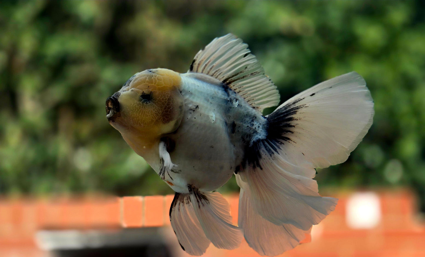 VHQ Jumbo Calico Oranda July2630 P
