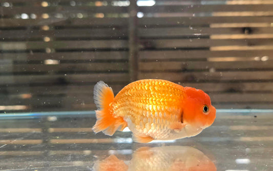 Ranchu A002