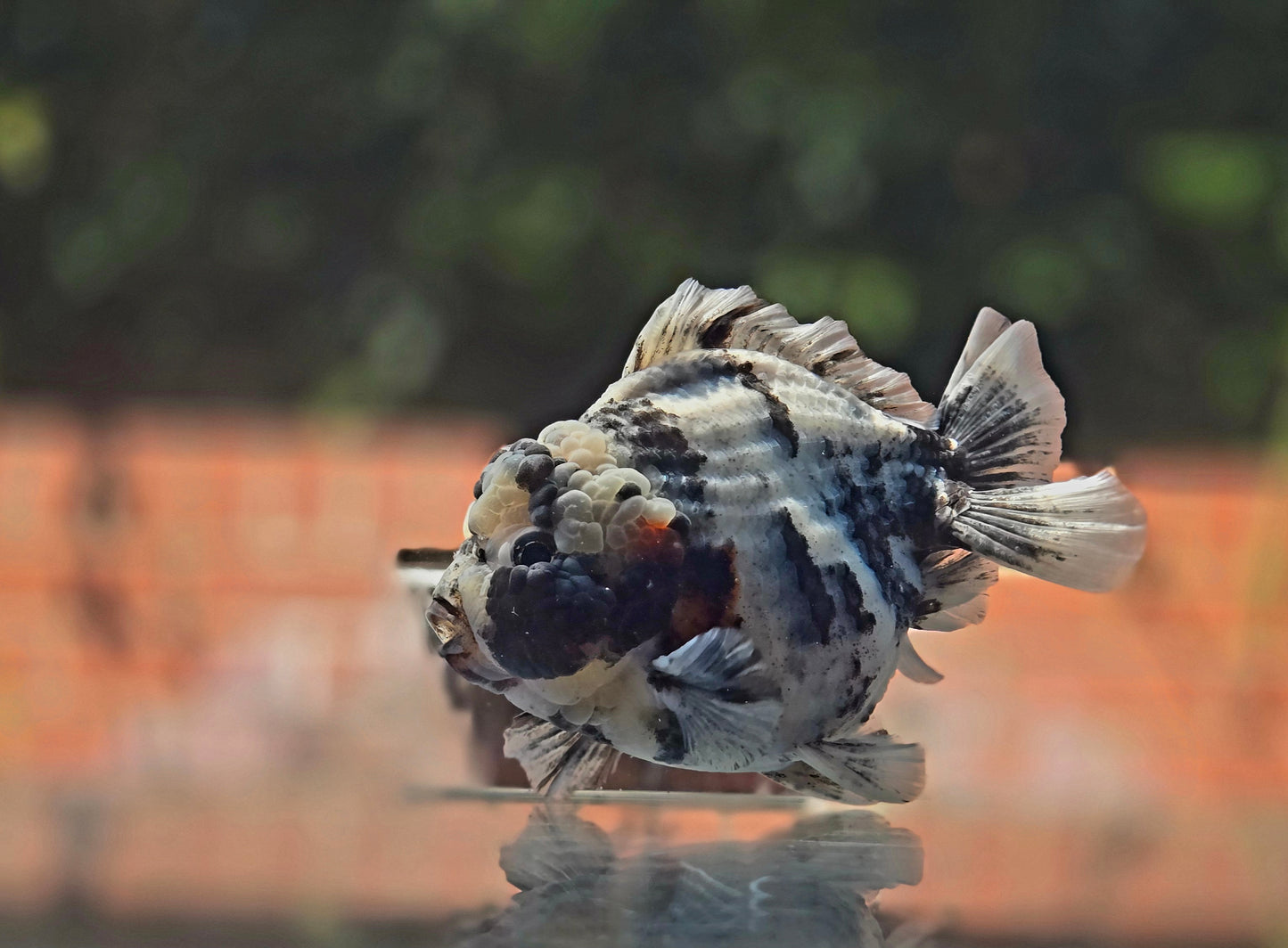 VHQ Jumbo Calico Oranda July2611 T6